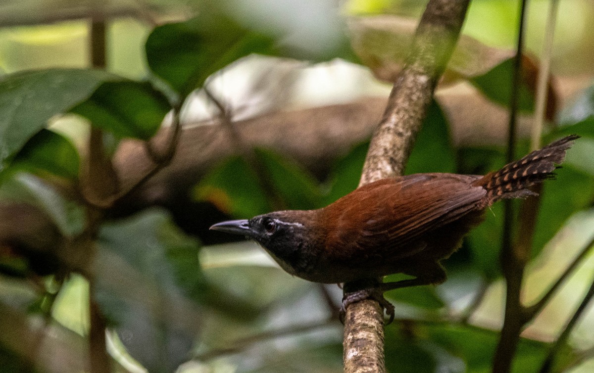 Coraya Wren - Frederico Crema Leis