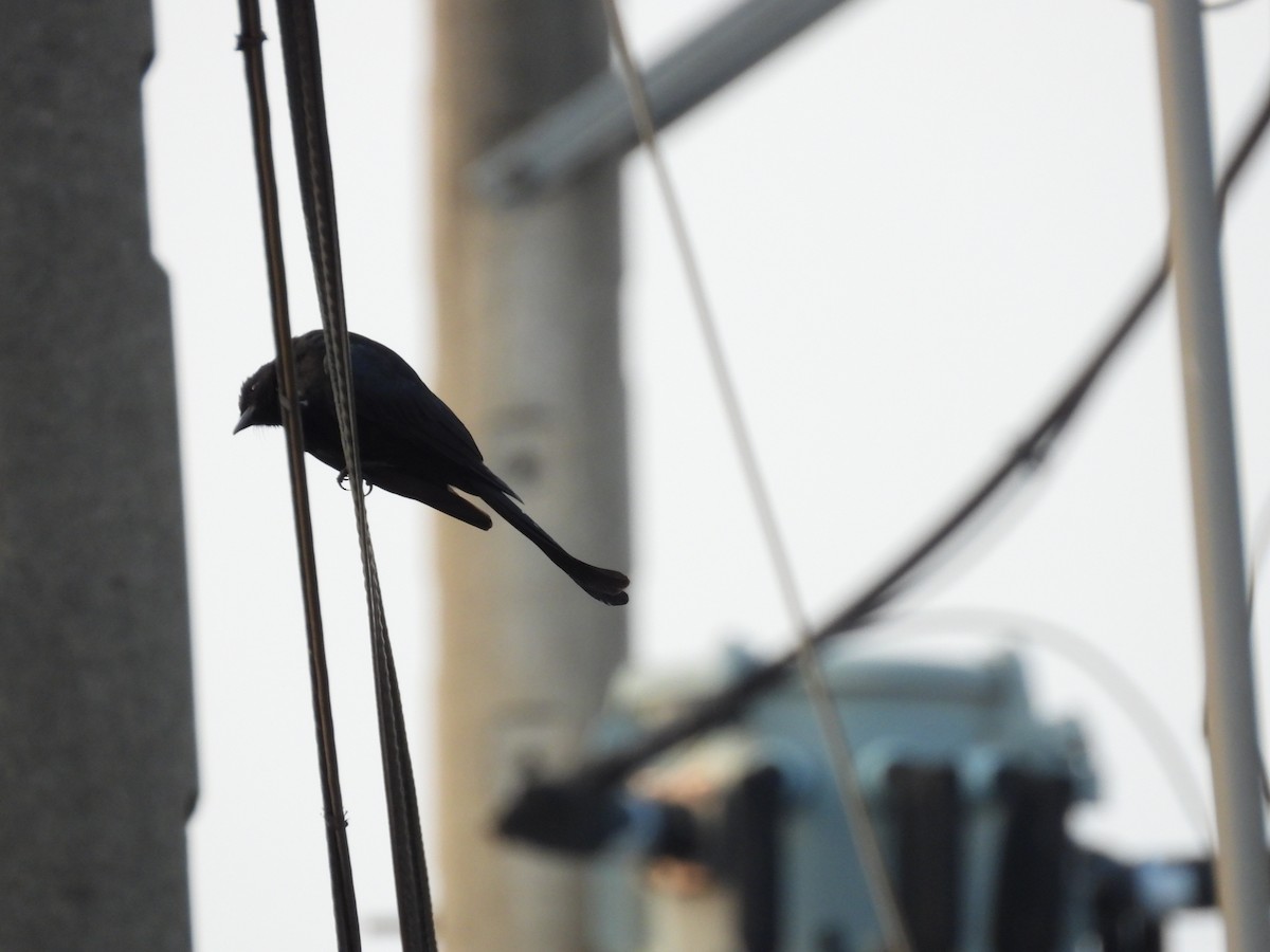 Black Drongo - 永樹 陳