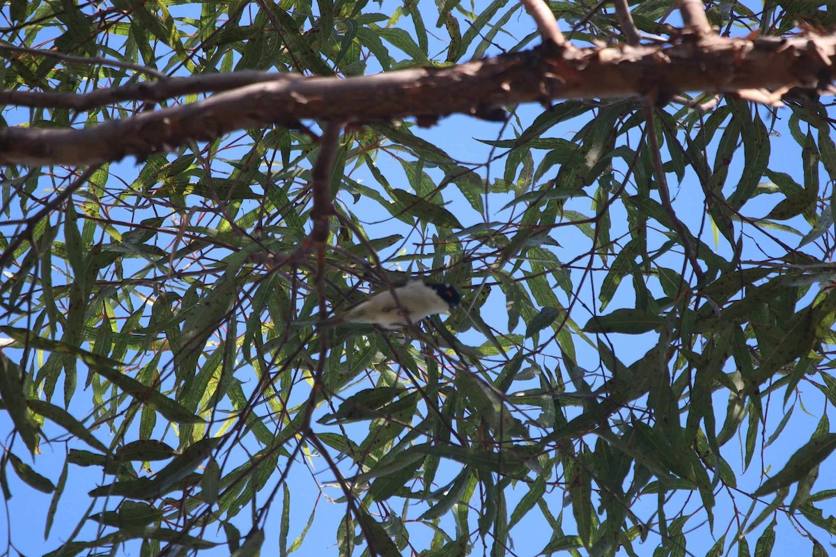 White-naped Honeyeater - ML616361372