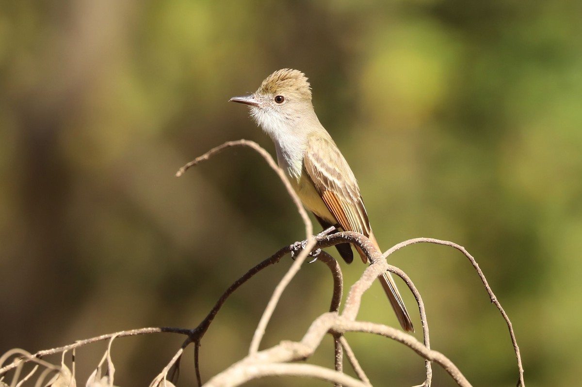 Brown-crested Flycatcher - William Hull