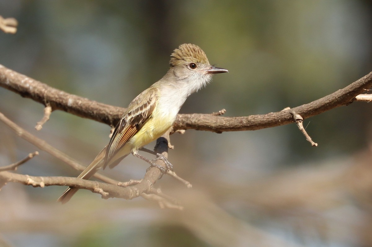 Brown-crested Flycatcher - William Hull