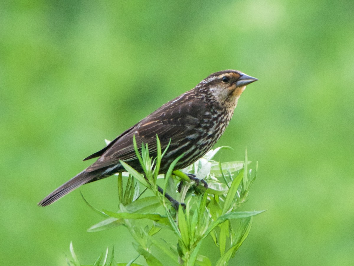 Red-winged Blackbird - ML61636141
