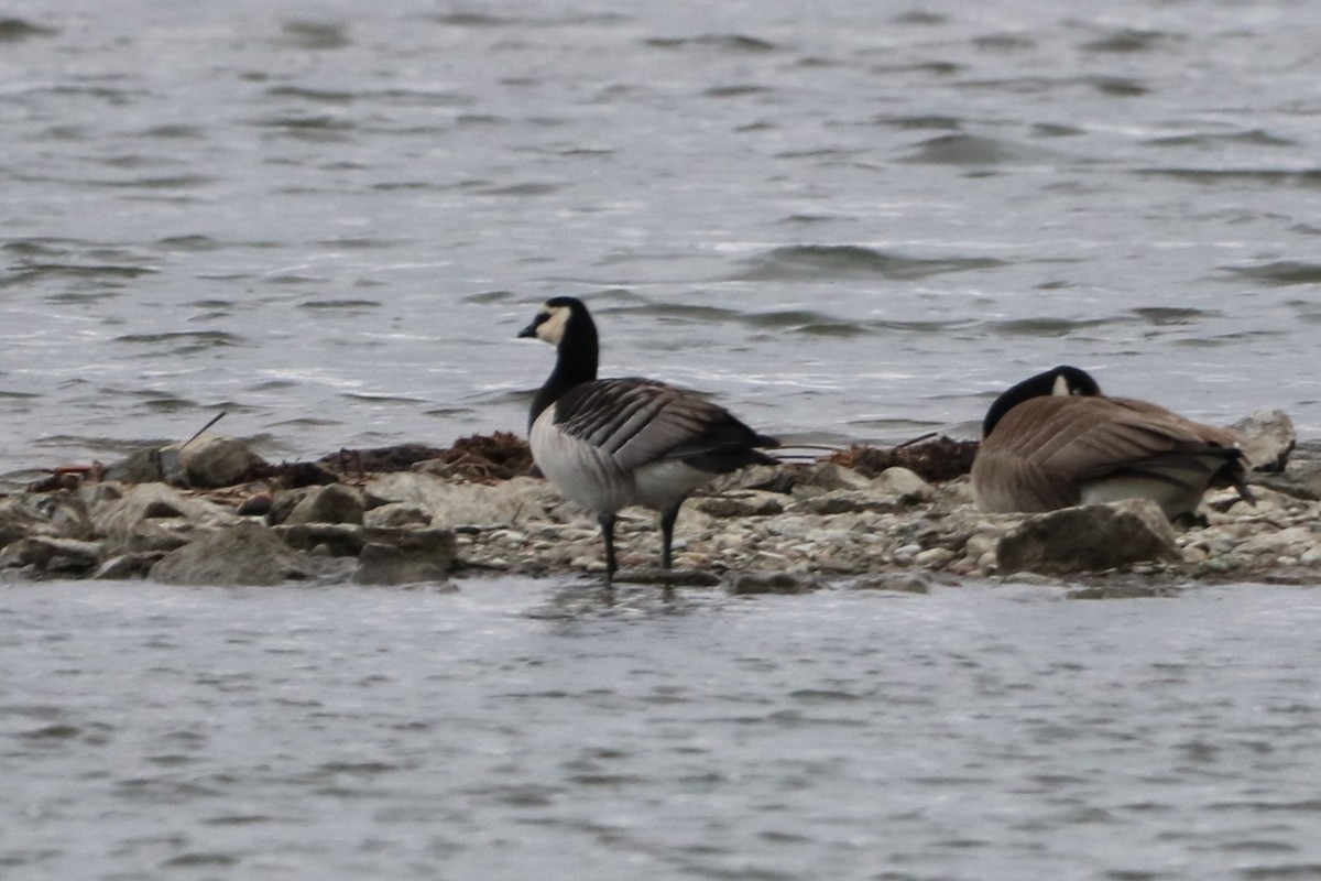 Barnacle Goose - ML616361412