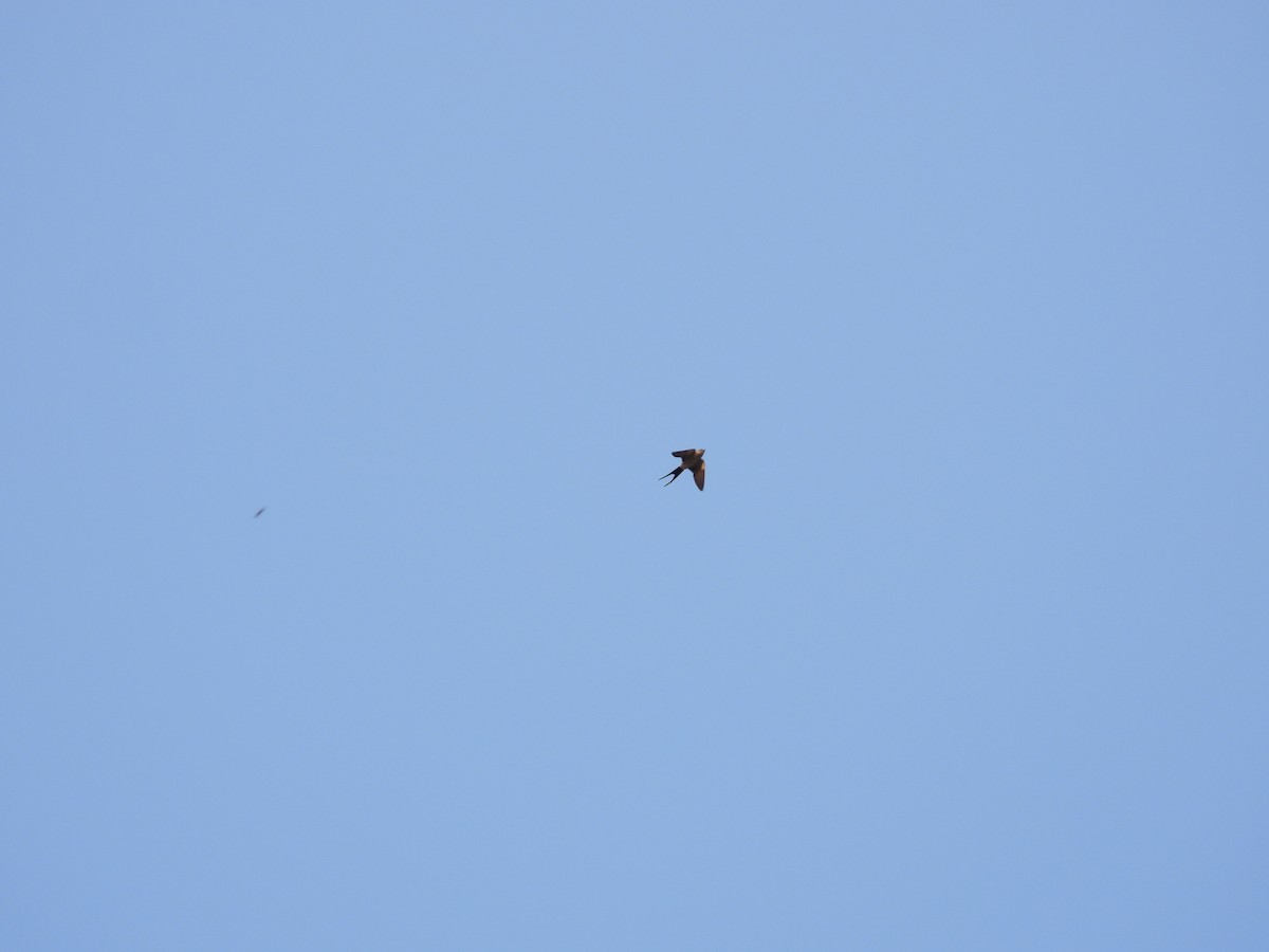 Striated Swallow - 永樹 陳