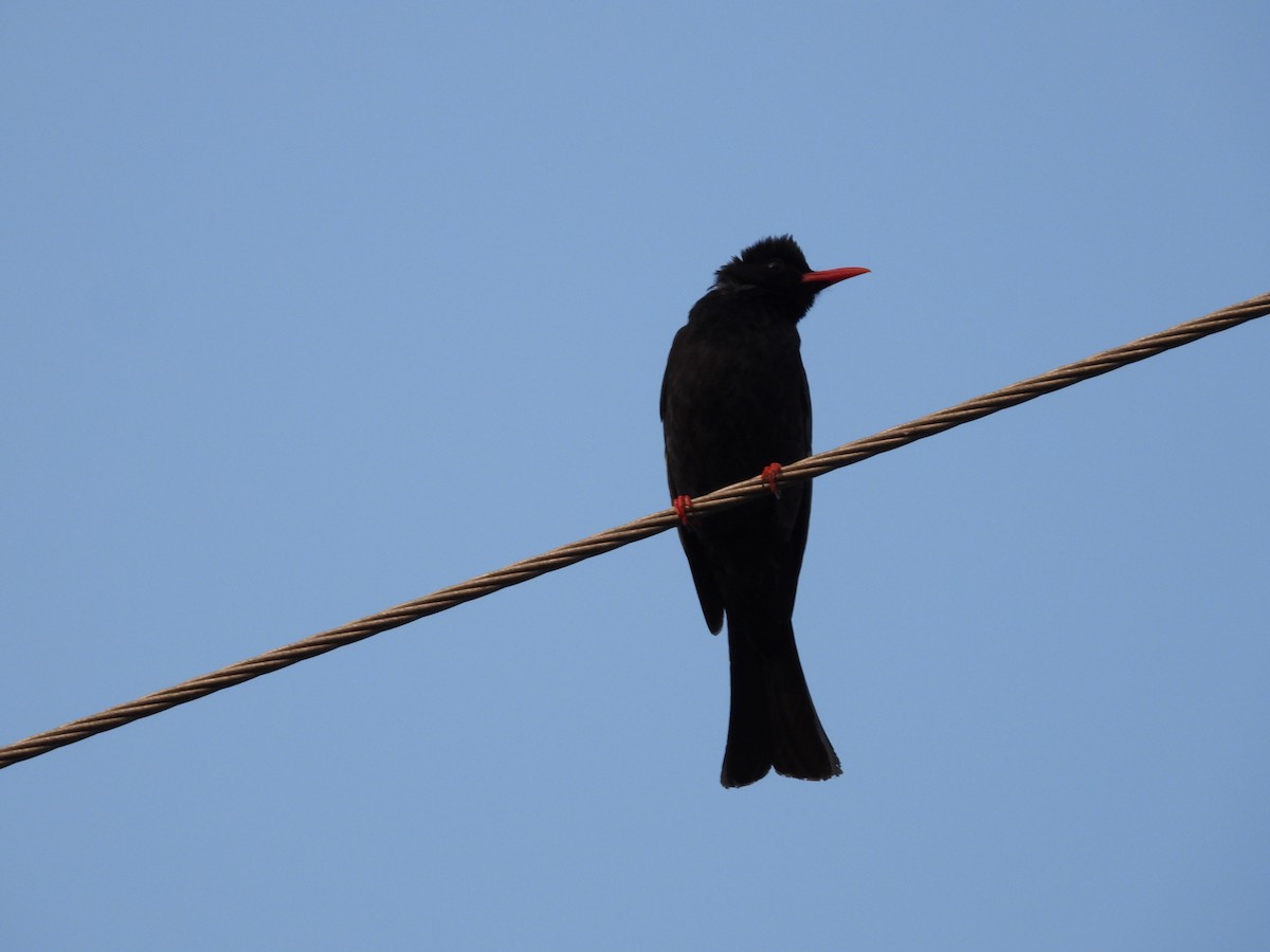 Black Bulbul (Gray-winged) - ML616361435