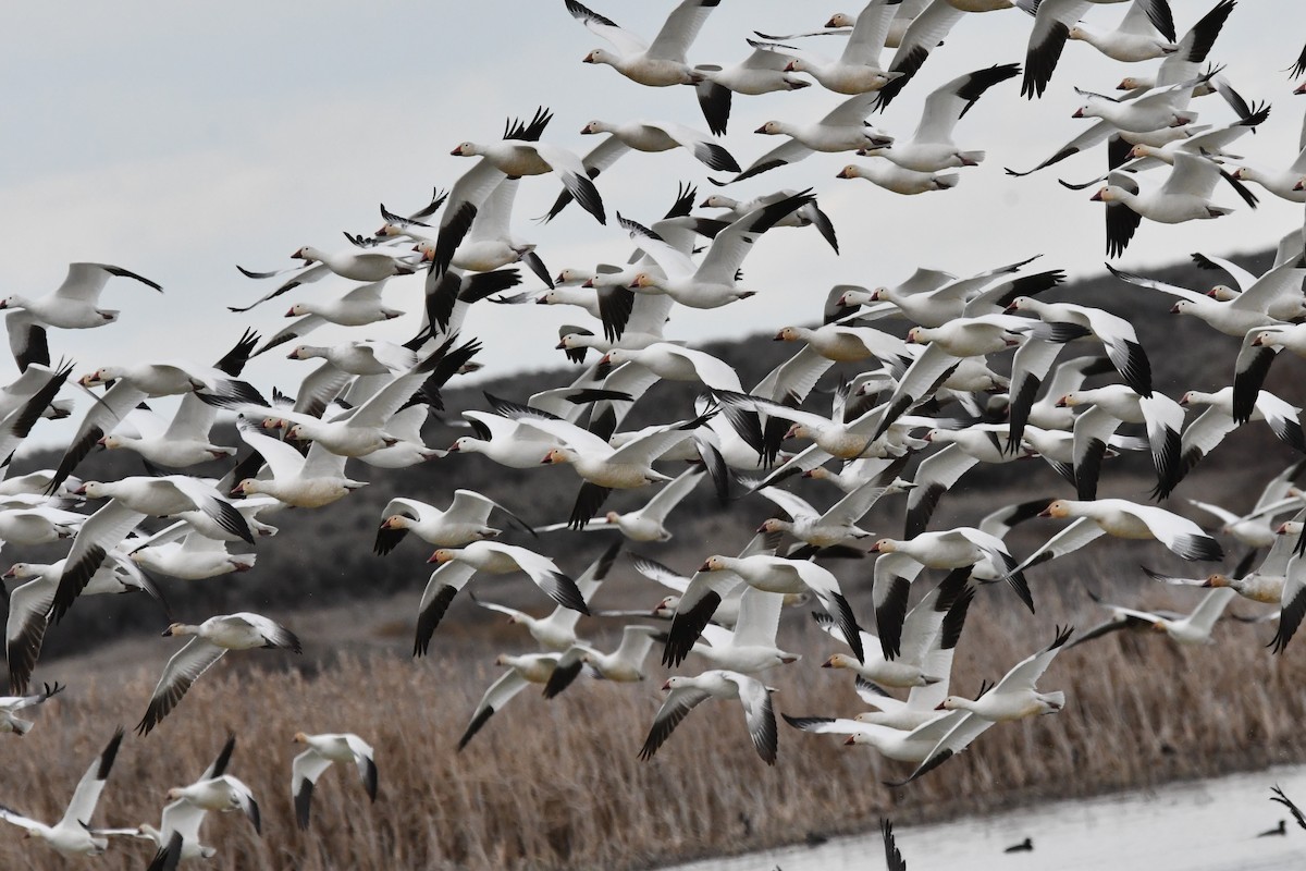 Snow Goose - ML616361452