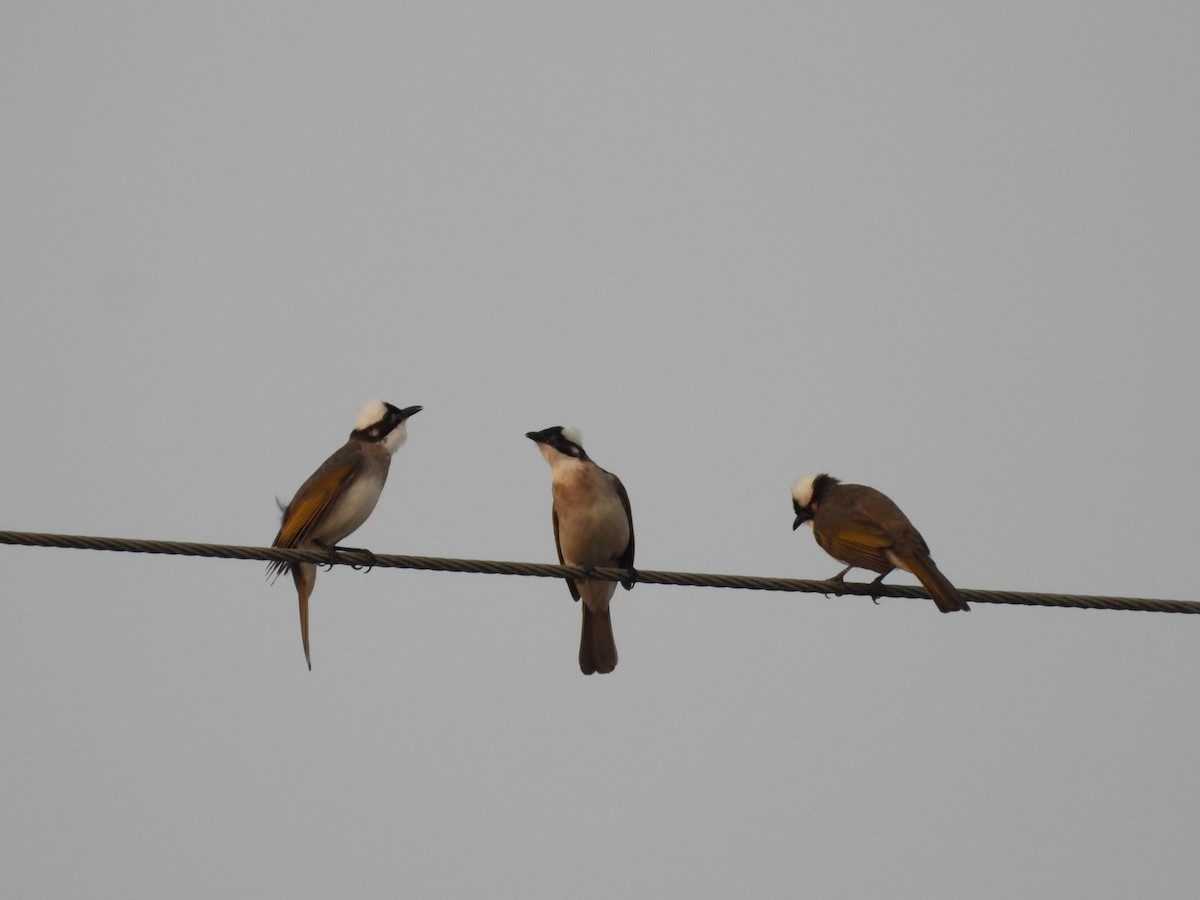 Light-vented Bulbul (formosae/orii) - 永樹 陳