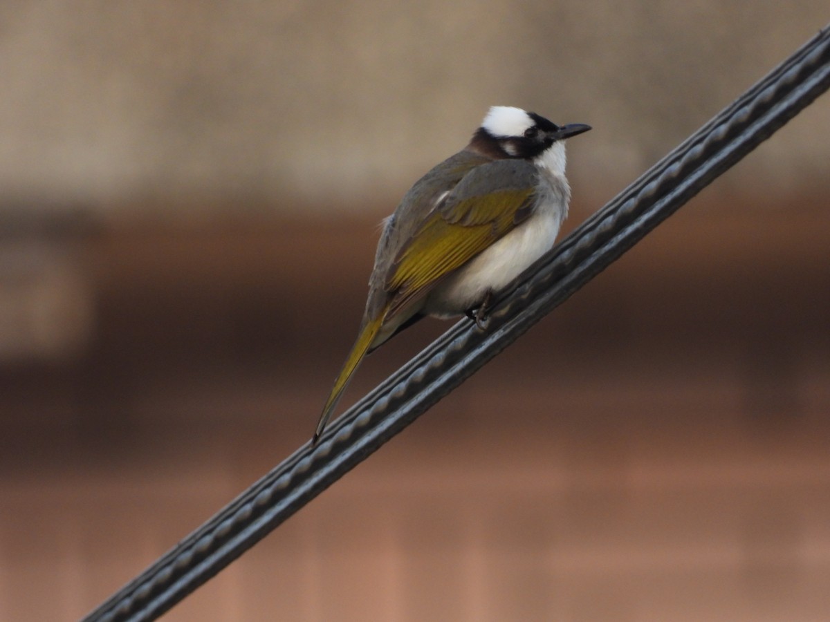 Light-vented Bulbul (formosae/orii) - ML616361479