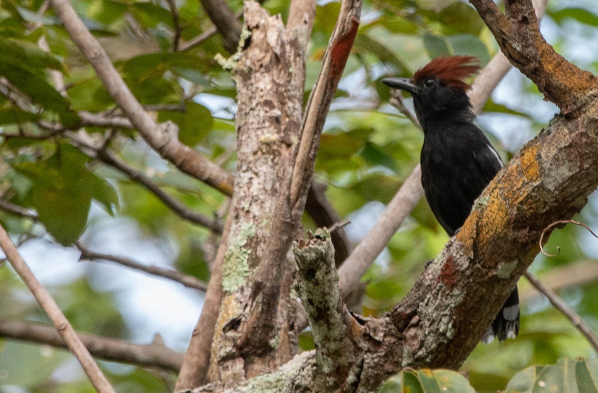 Glossy Antshrike - ML616361522