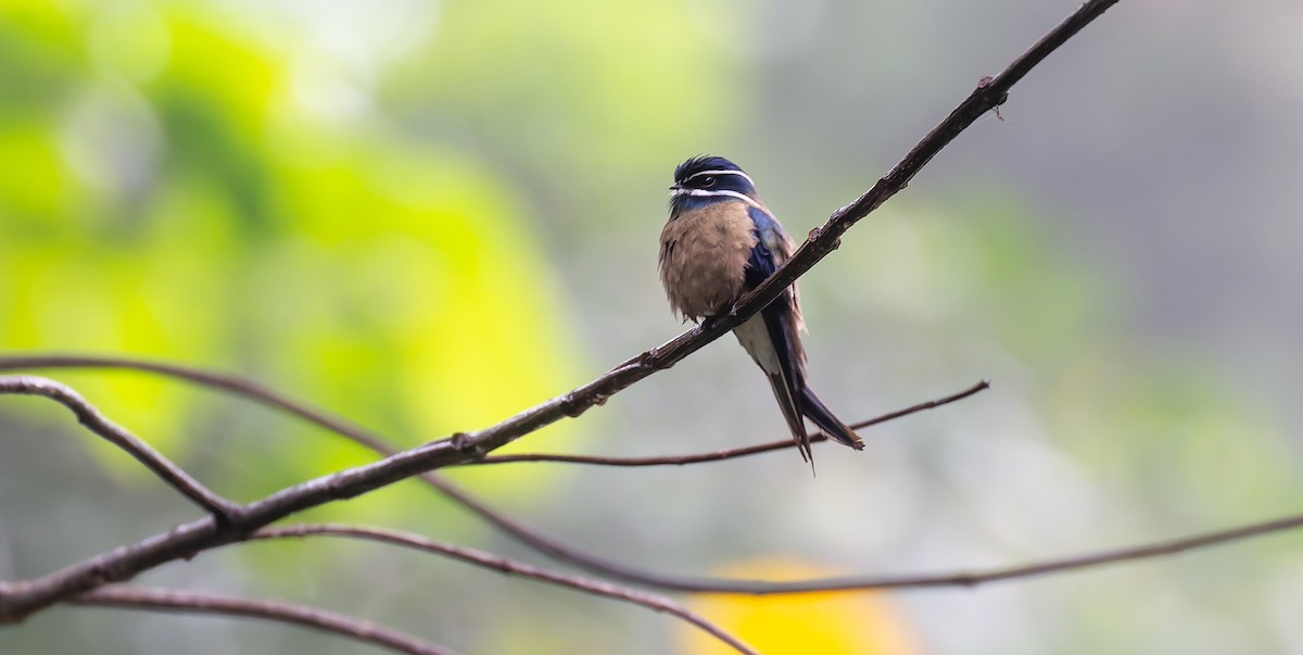 Whiskered Treeswift - ML616361530