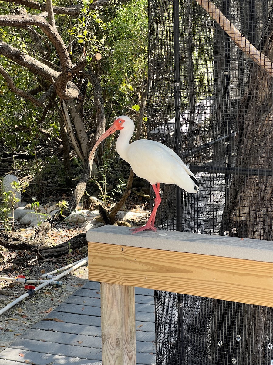 ibis bílý - ML616361550