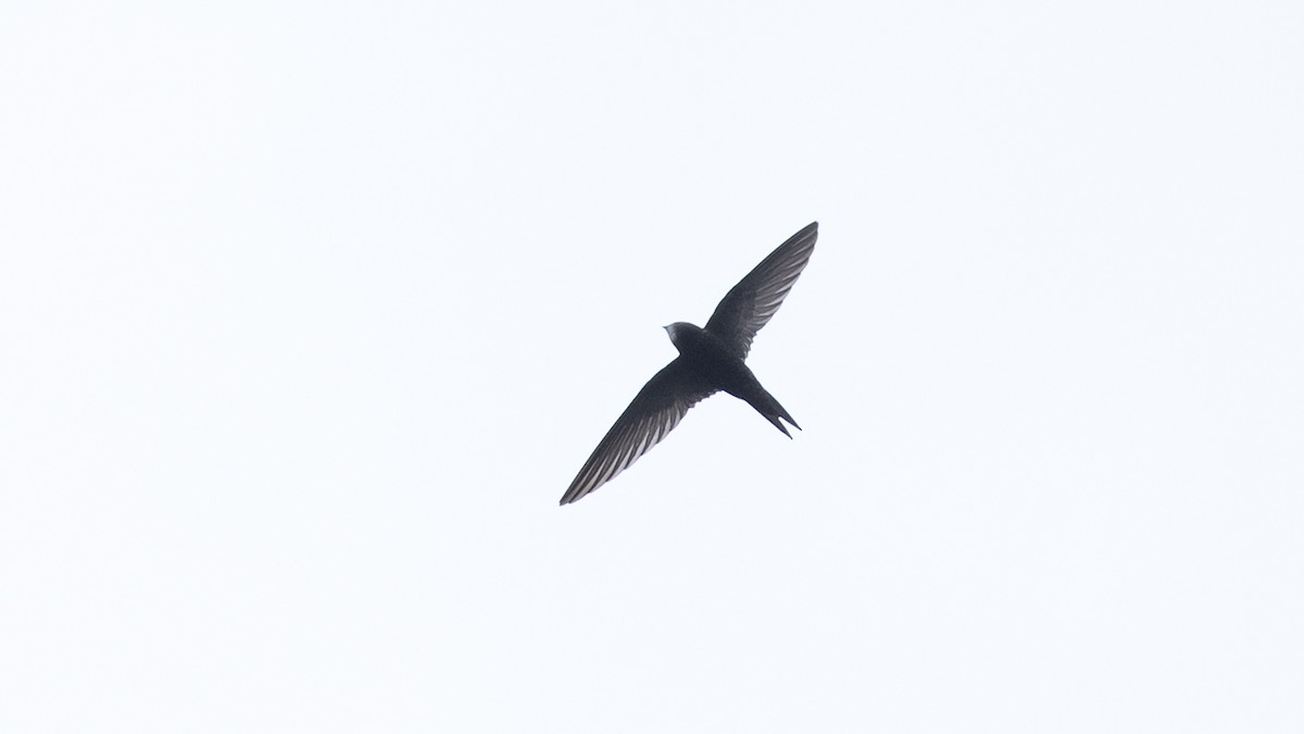 Common Swift - Sandip Das