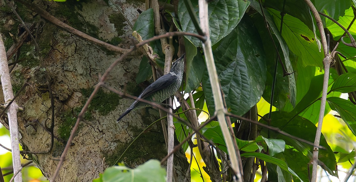 Lesser Cuckooshrike - Brian Small