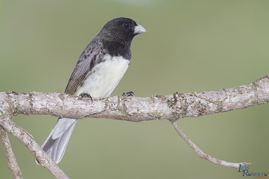 Dubois's Seedeater - ML616361613