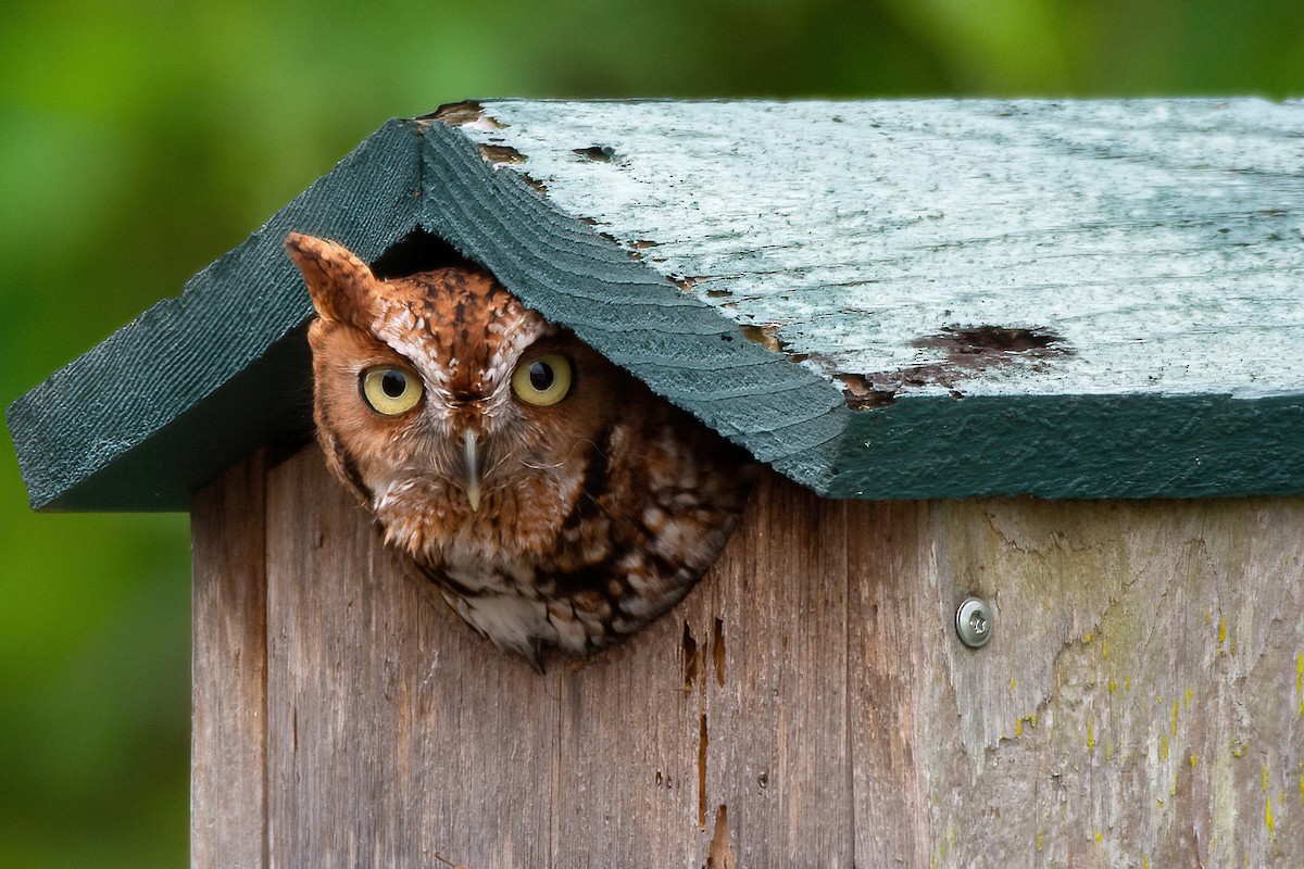 Eastern Screech-Owl - S. Hunter Spenceley