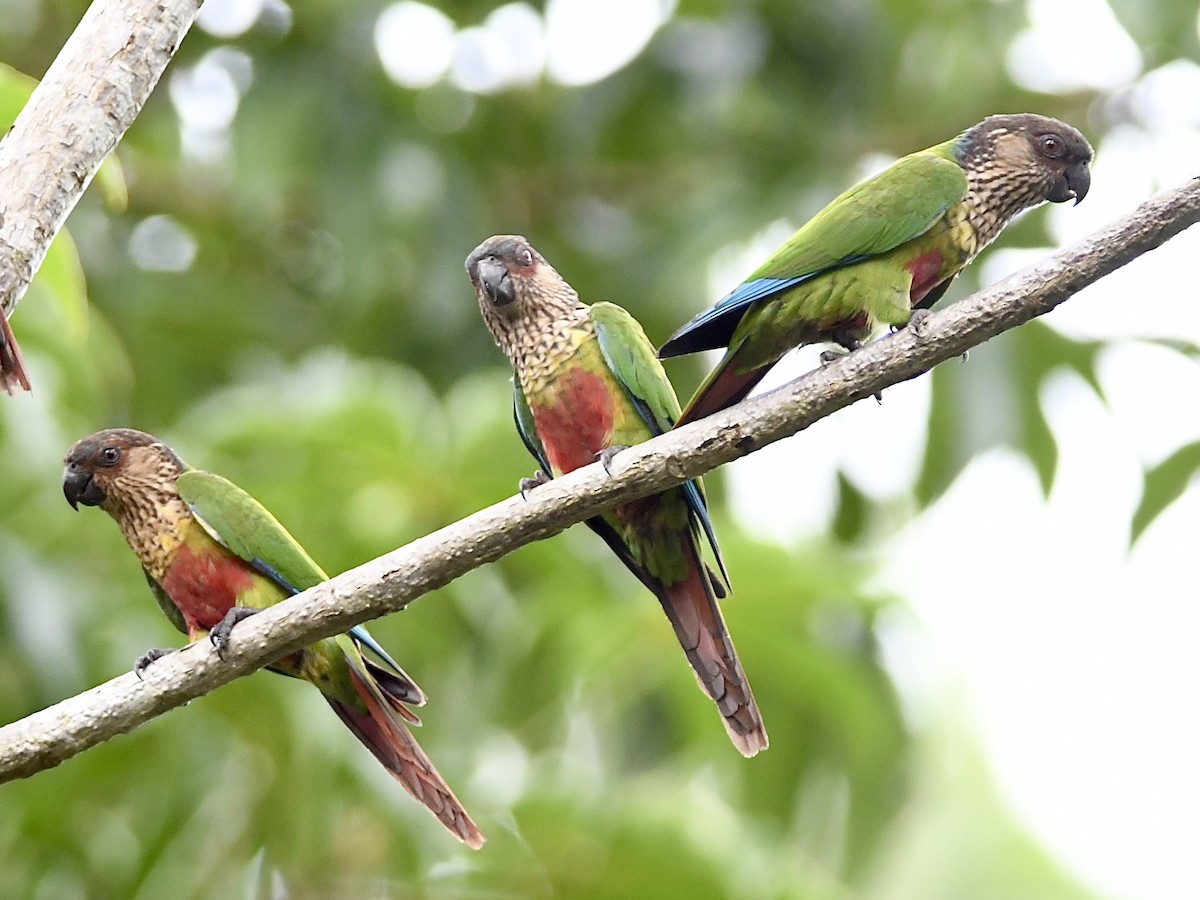 Santarem Parakeet - ML616361625