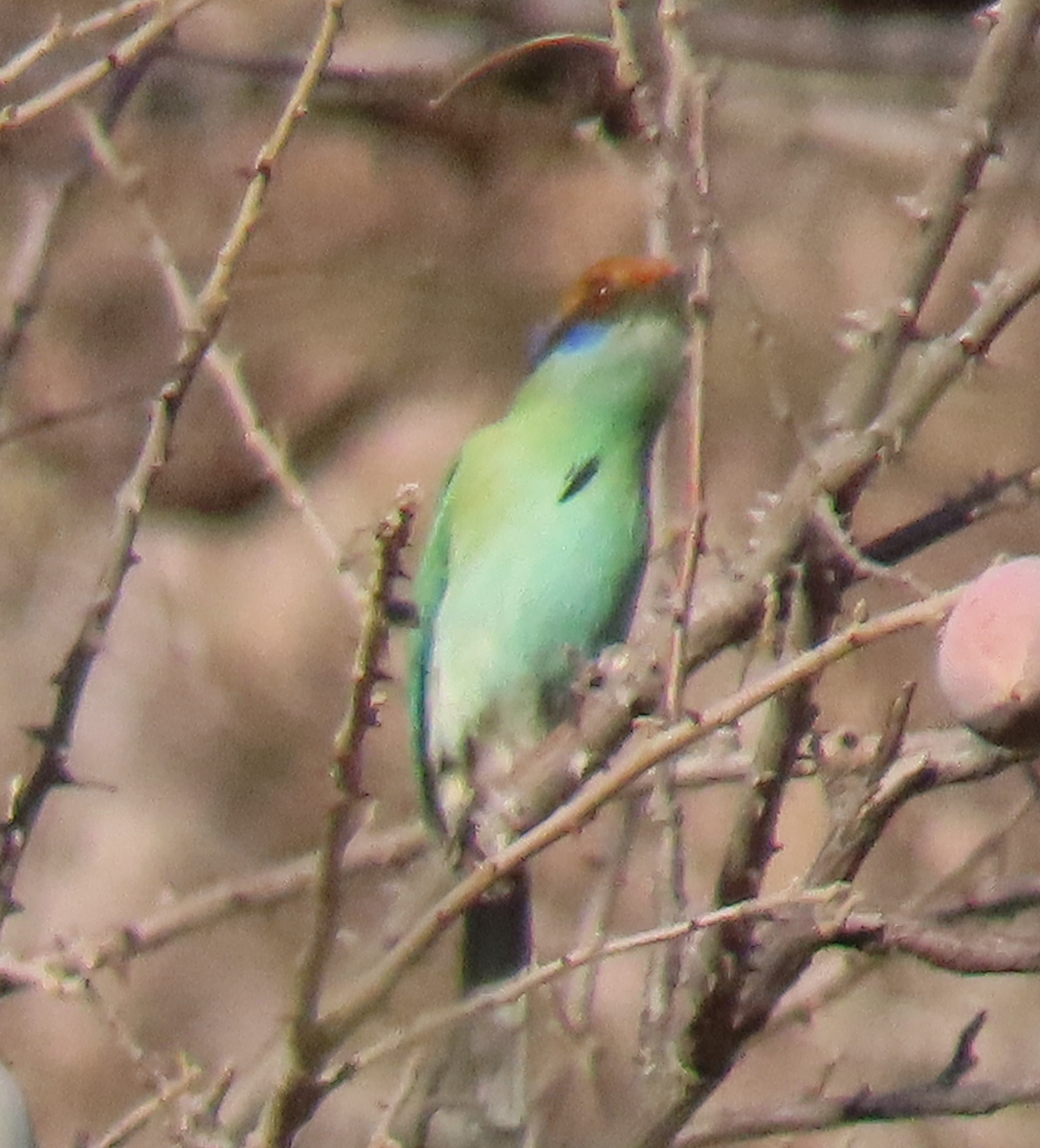 Russet-crowned Motmot - ML616361643