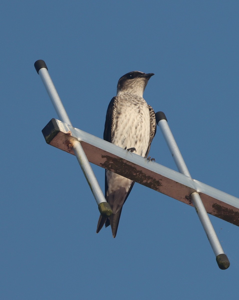 Gray-breasted Martin - ML616361644