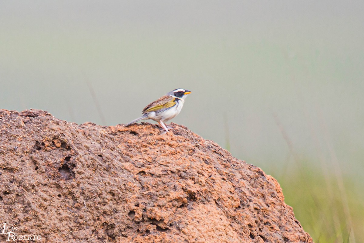 Black-masked Finch - ML616361649