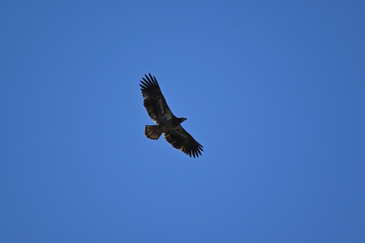 Bald Eagle - ML616361736