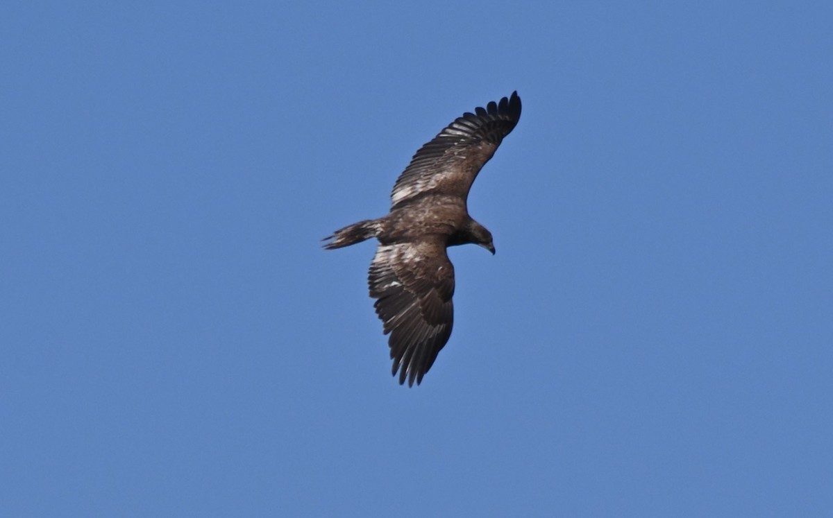 Bald Eagle - ML616361737