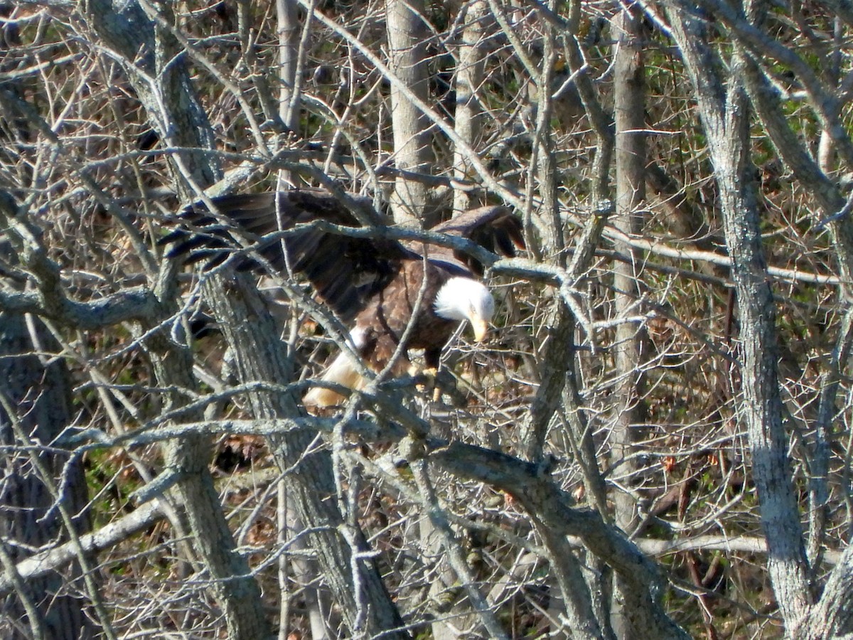 Bald Eagle - ML616361738