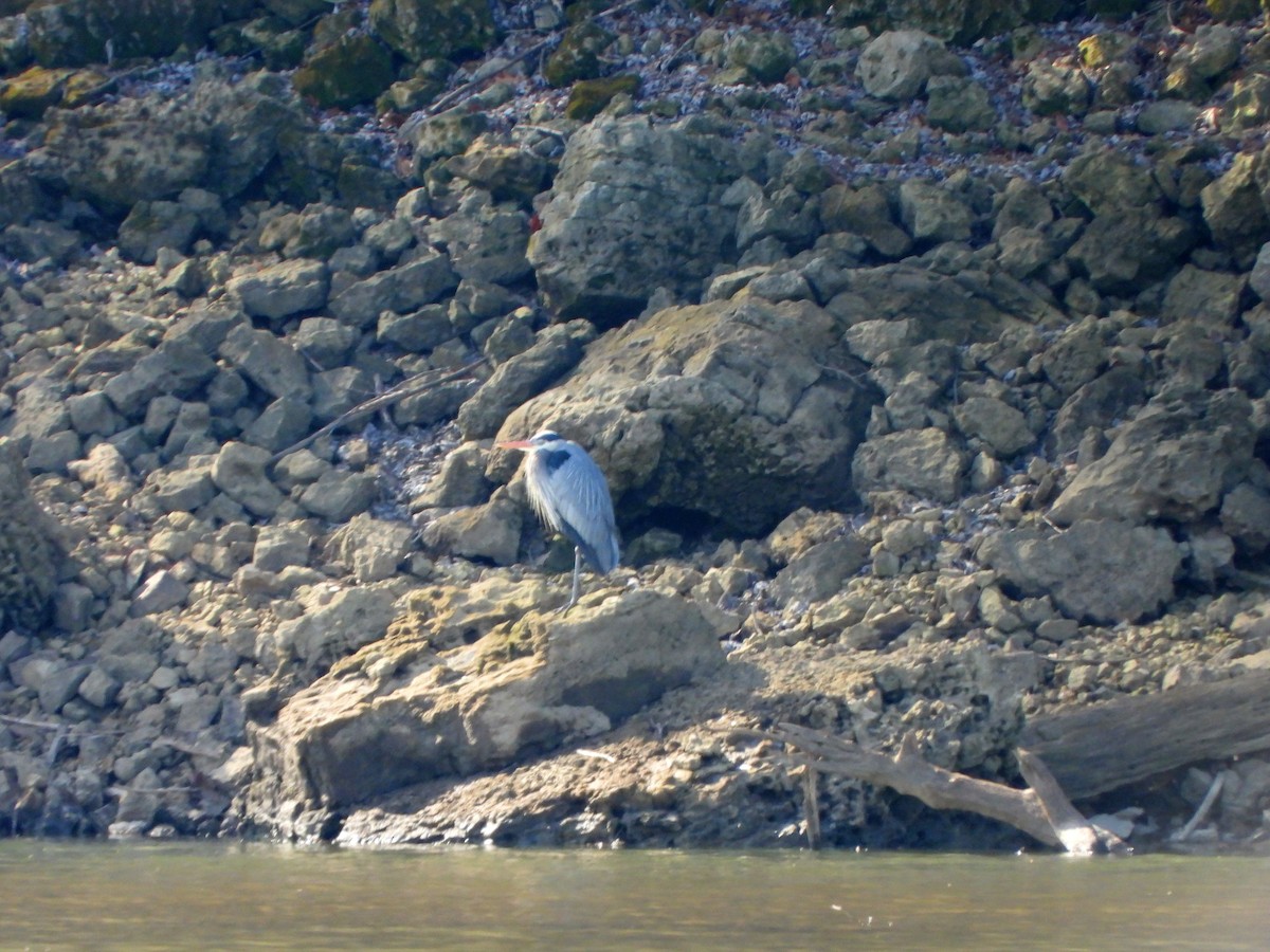 Great Blue Heron - ML616361749