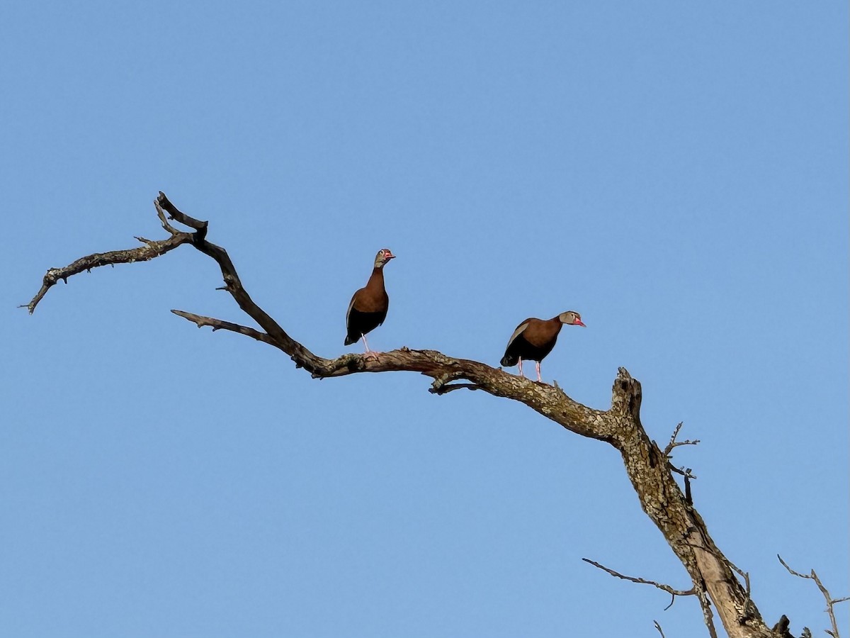 Black-bellied Whistling-Duck - ML616361751