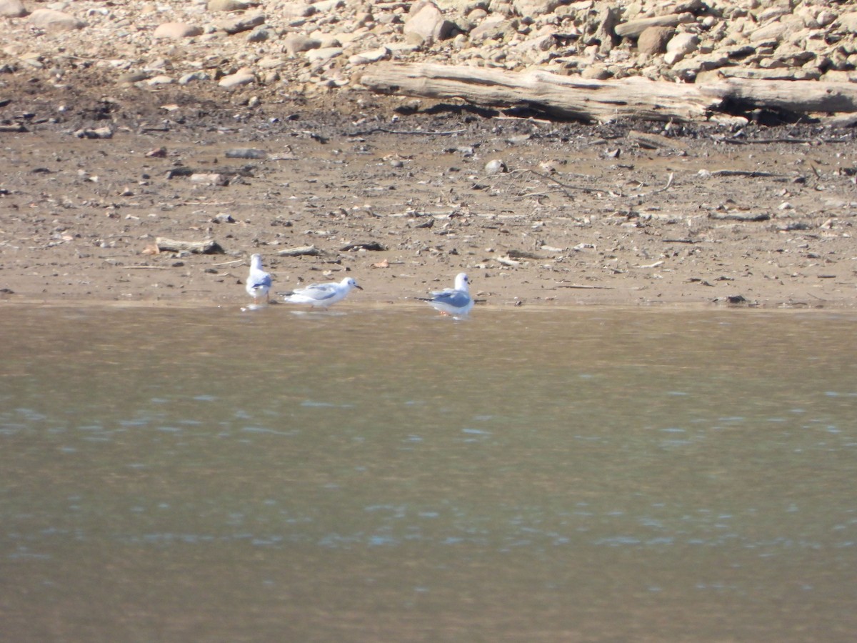 Mouette de Bonaparte - ML616361769