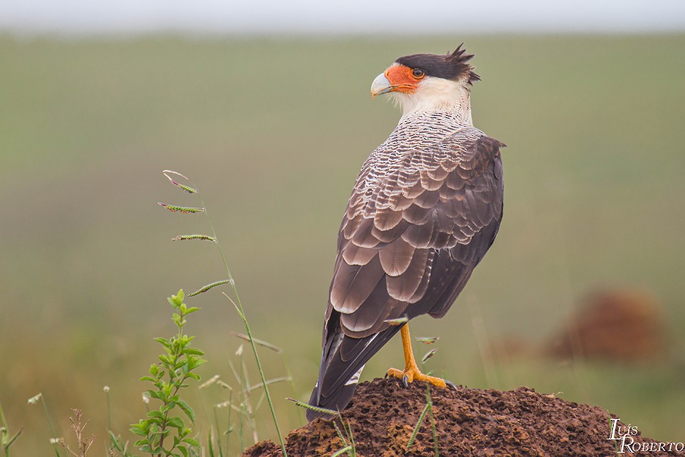 Crested Caracara - ML616361776