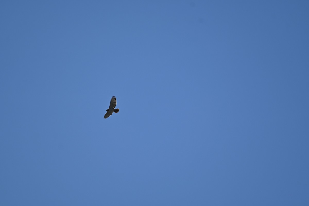 Red-tailed Hawk - ML616361778