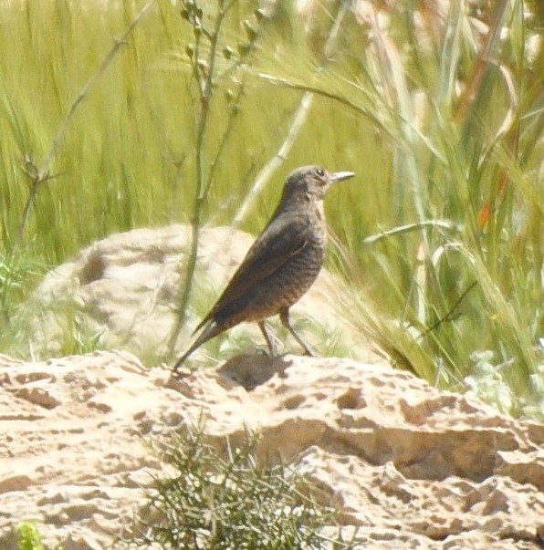 Blue Rock-Thrush - ML616361801