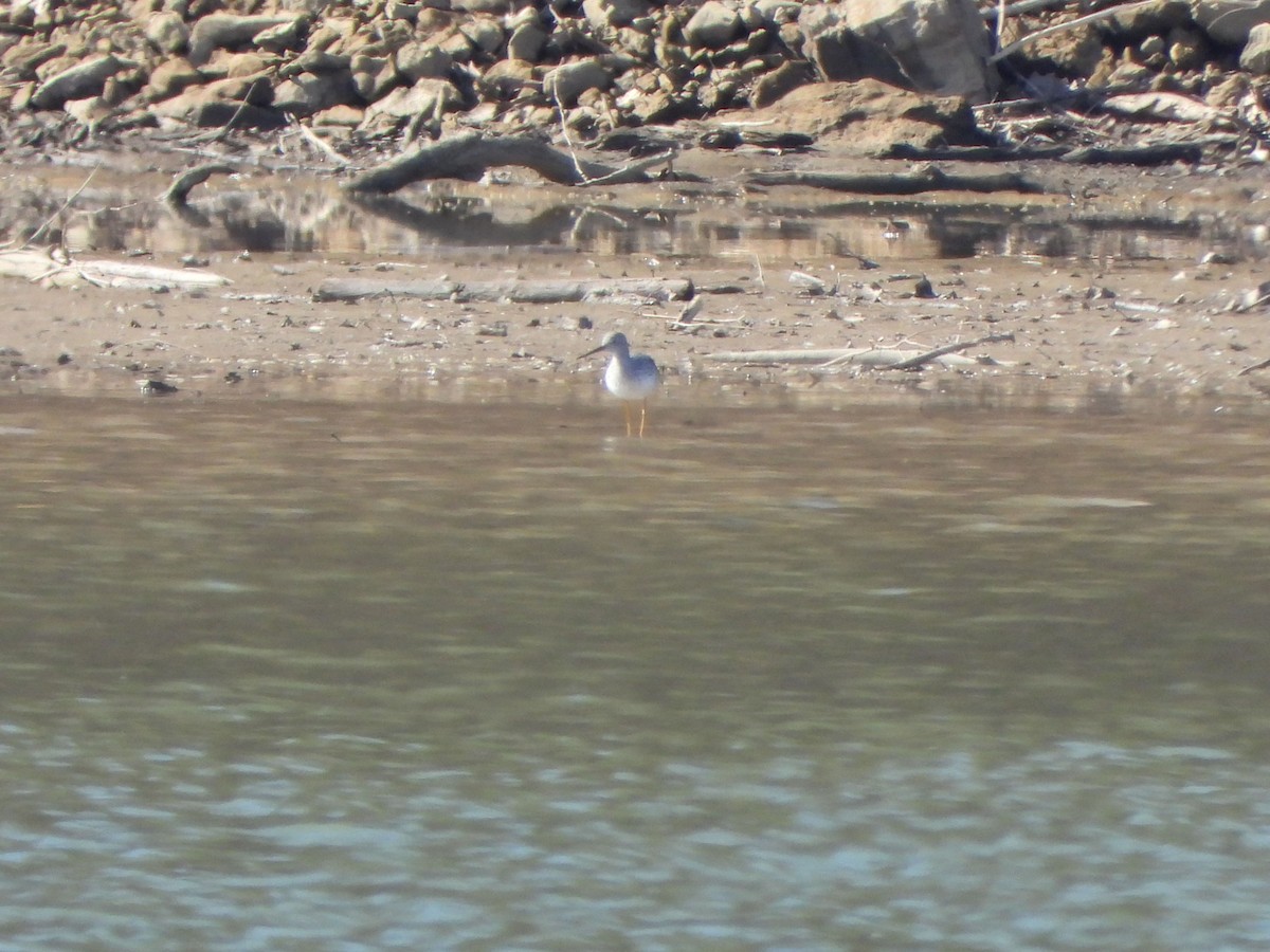 Greater Yellowlegs - ML616361806