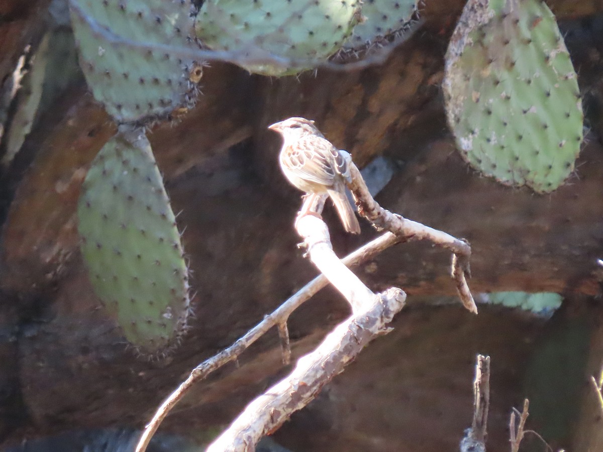 Cinnamon-tailed Sparrow - Maia Ginsburg