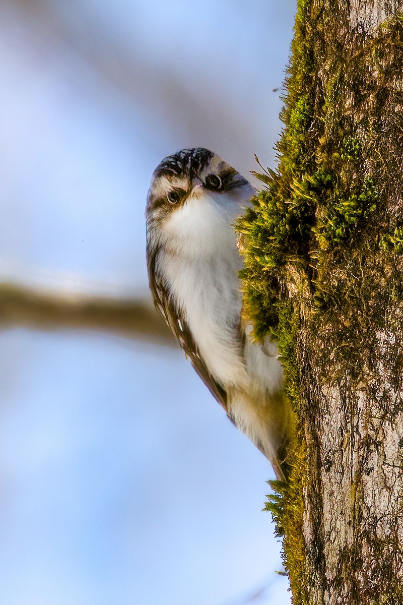 Brown Creeper - André Beauchesne