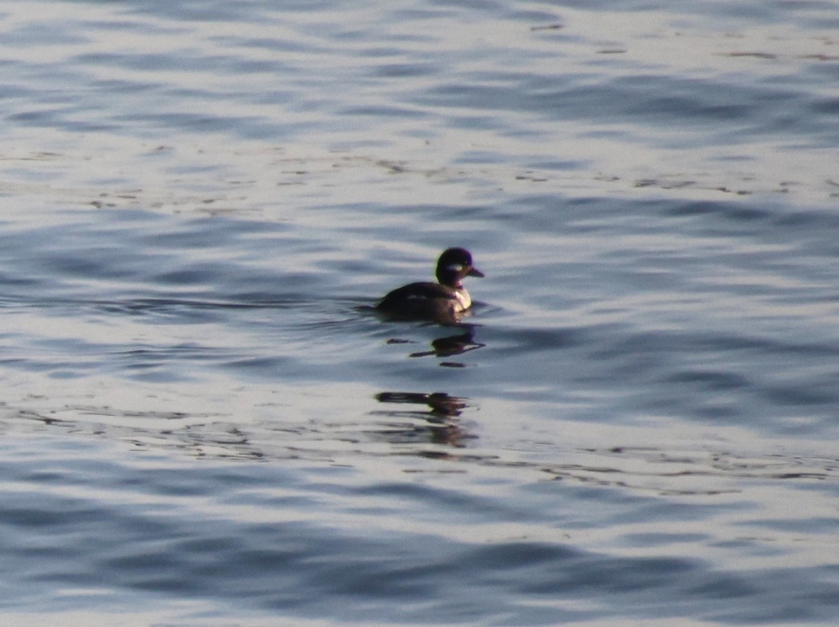 Bufflehead - ML616361898