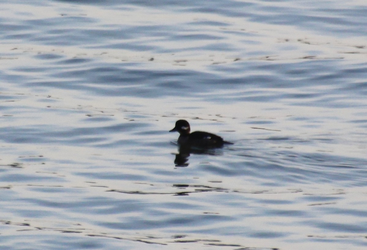 Bufflehead - Sharon Hirsch