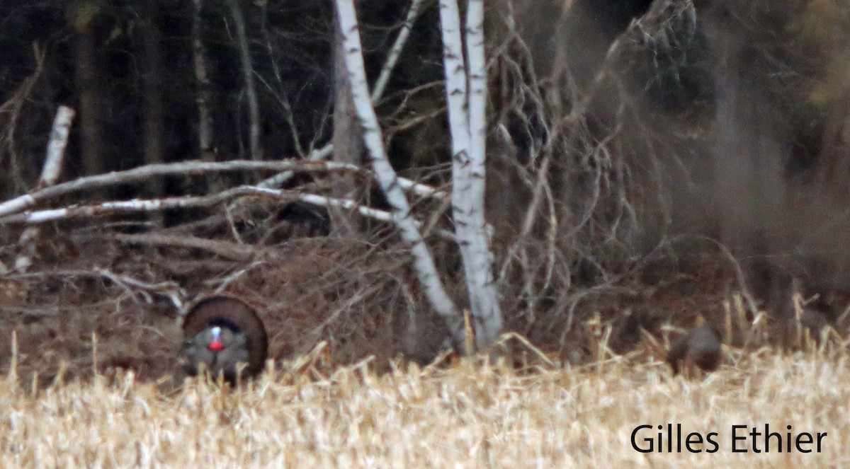 Wild Turkey - Gilles Ethier