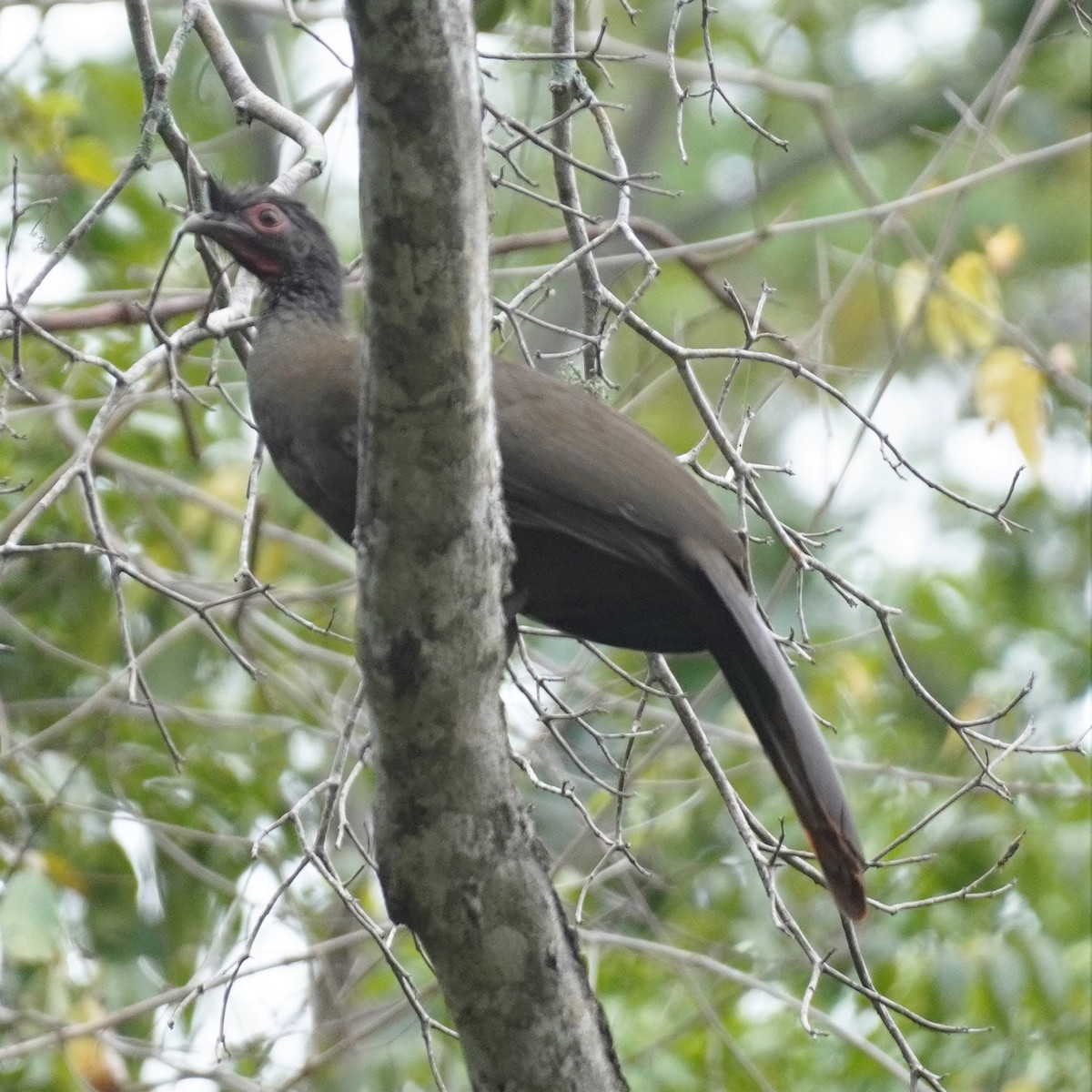 Chachalaca Ventricastaña - ML616361904