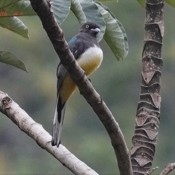 Trogon citrin - ML616361910