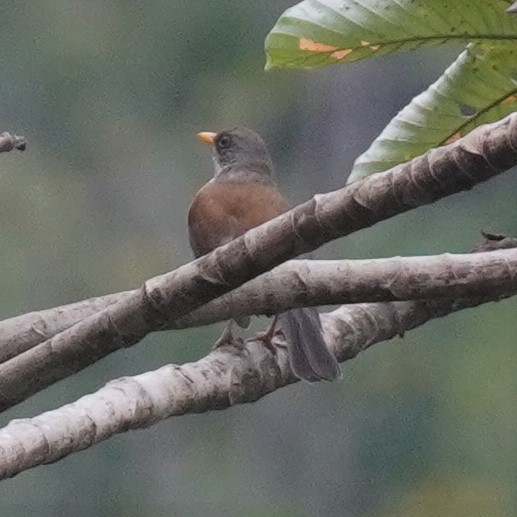 Rufous-backed Robin - Brian Rapoza