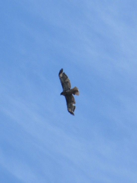 Rufous-tailed Hawk - ML616361933