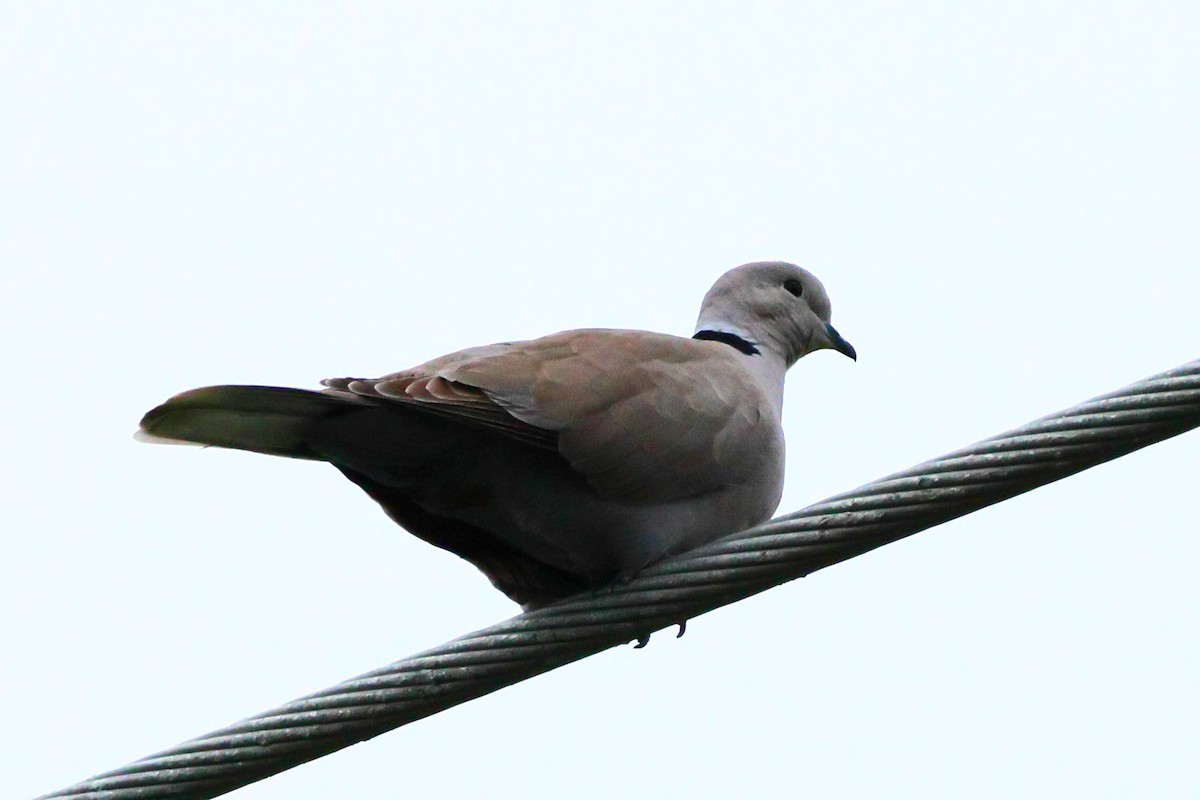 Eurasian Collared-Dove - ML616361954