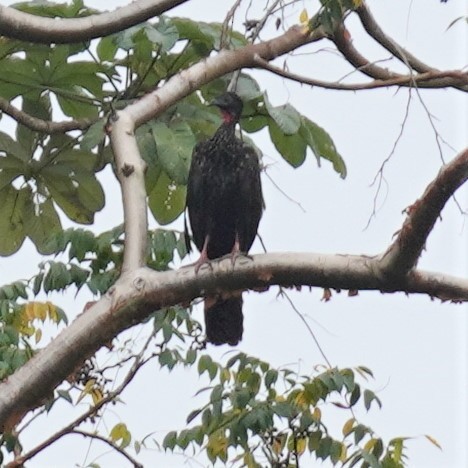 Crested Guan - ML616361955