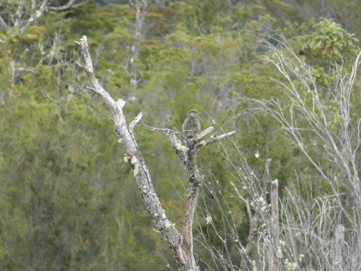 Chilean Flicker - ML616361964