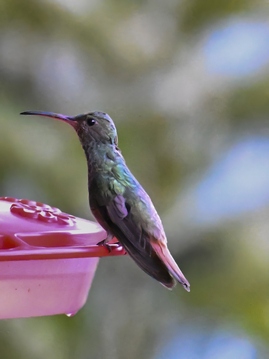 Rufous-tailed Hummingbird - James M