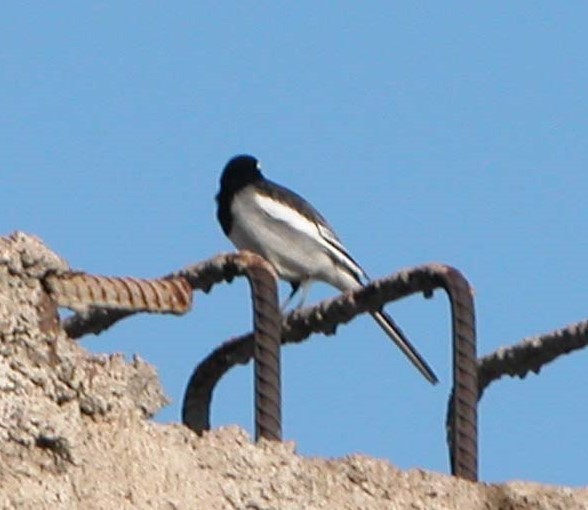 White Wagtail (Masked) - ML616362028