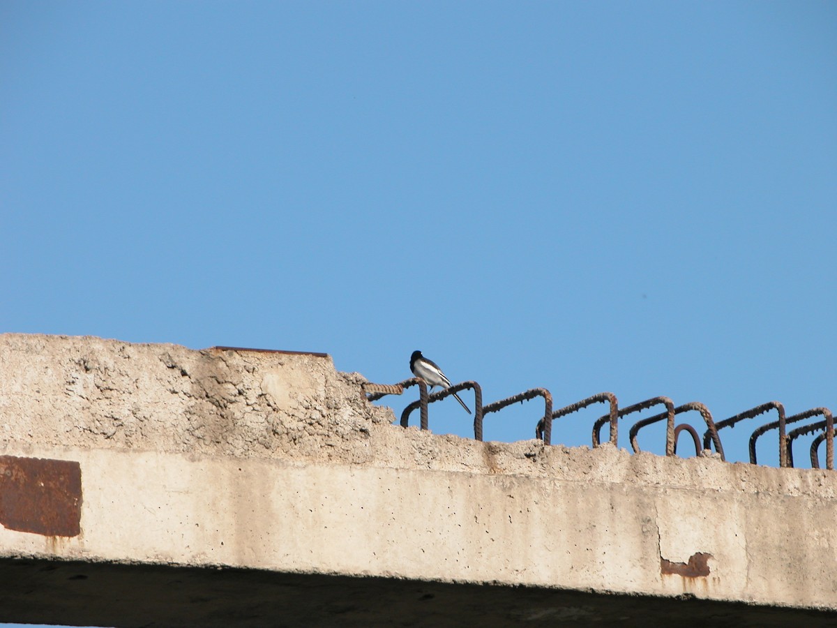 White Wagtail (Masked) - ML616362033