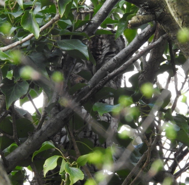 Tawny Owl - ML616362111