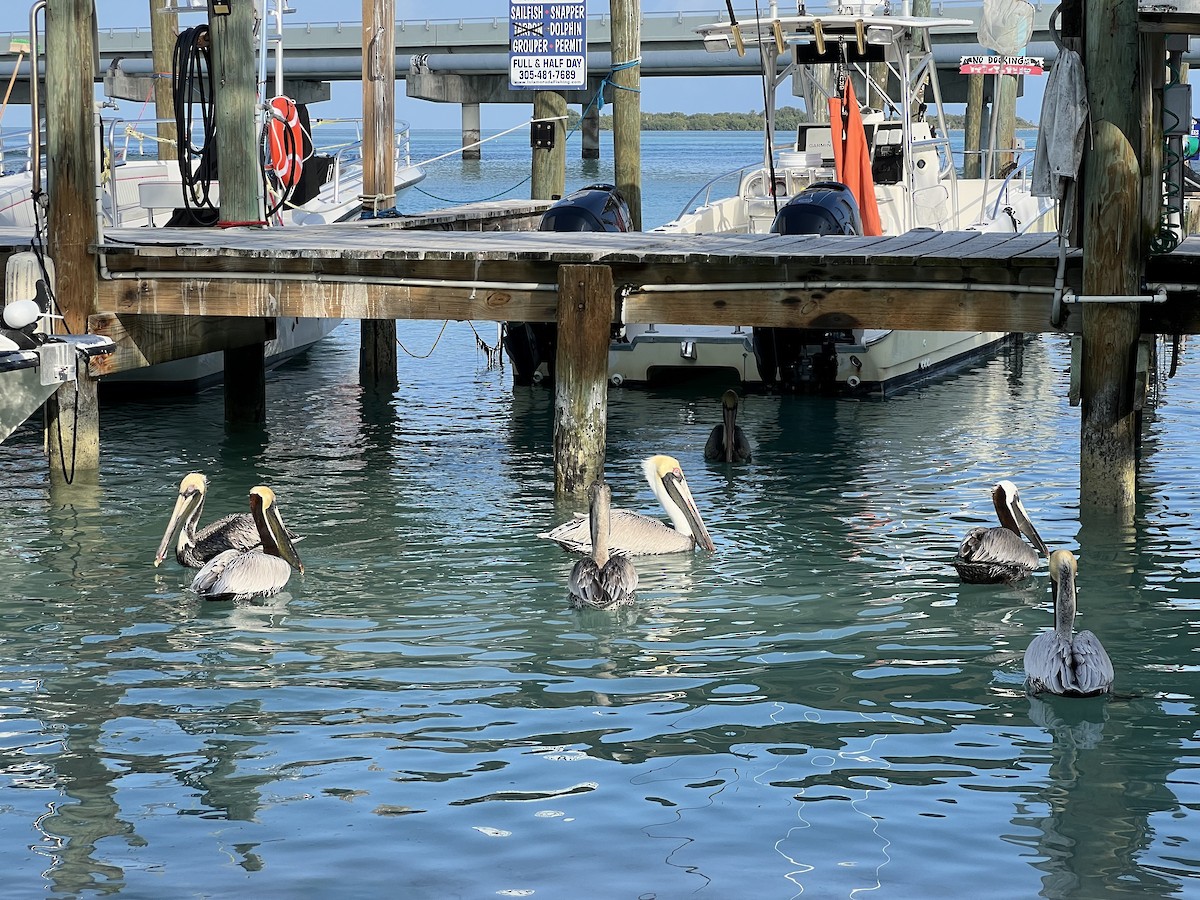 Brown Pelican - kasia thomas